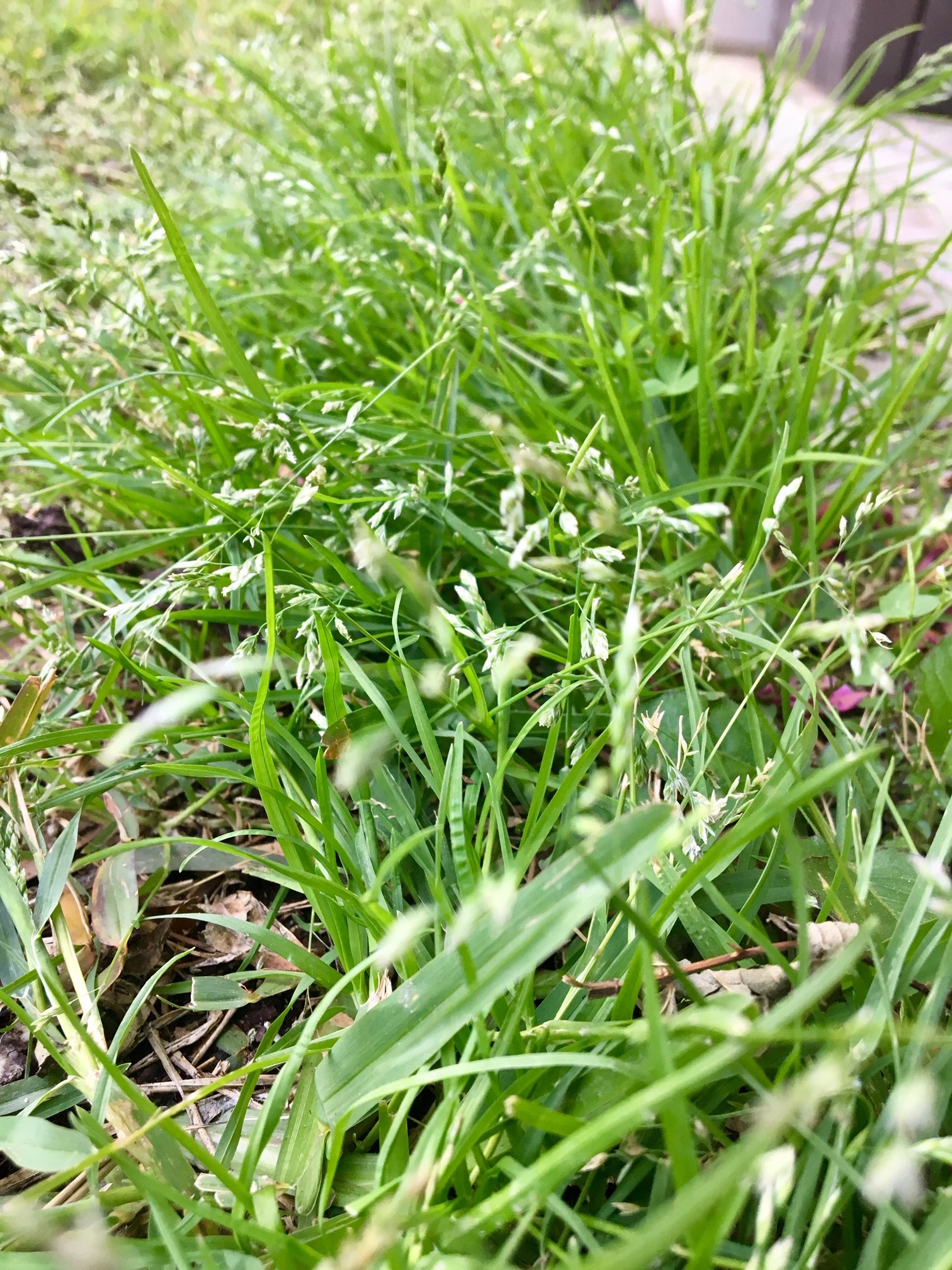 Annual Ryegrass Flower Seeds and Pollen.jpg thumbnail